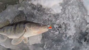 ДОЛГОЖДАННЫЙ ТРОФЕЙ ИЛИ КАК МЕНЯ ПОЙМАЛ ГИМС 06.01.26