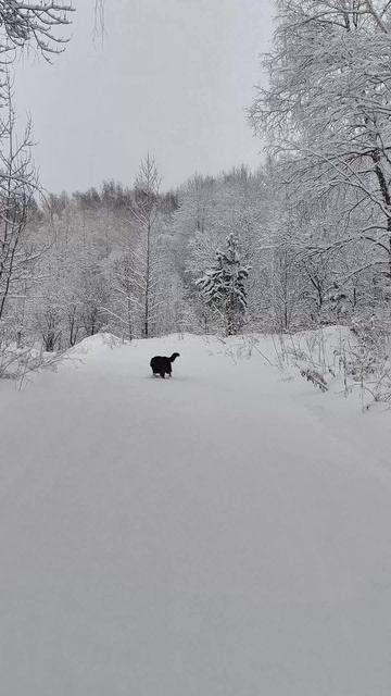Канадский волк - гибрид. 9 января 2026 смотреть онлайн