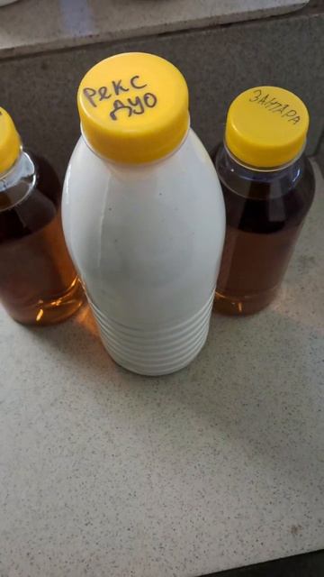 Рекс Дуо и Зантара