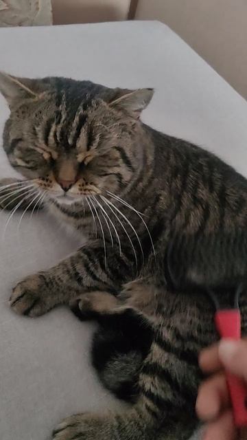 Все запасы закончились. На закупку вкусняшек для животных средств нет.