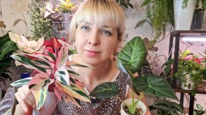 Пересадка алоказий и строманты