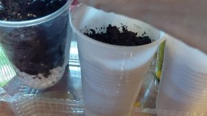 Личи: успейте посадить