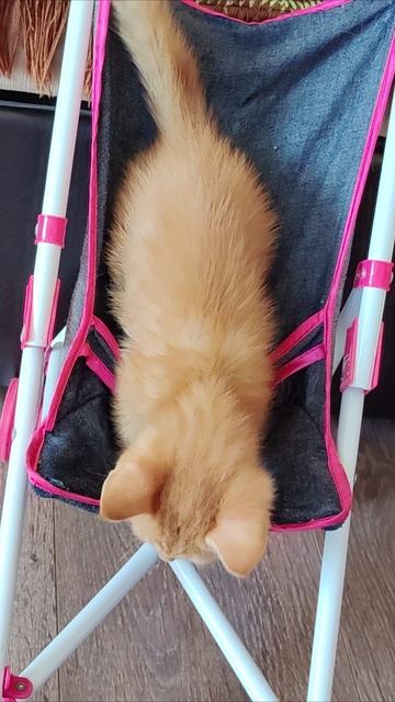 С дивана через коляску. #котенок смотреть онлайн
