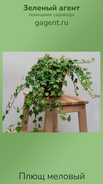Плющ меловый — Зеленый Агент