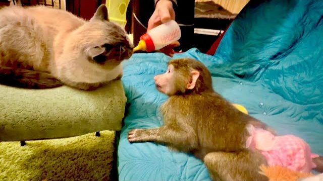 Кто хочет ПОХОХОТАТЬ смотрите это видео! Анфиса с Барсиком пьют любимое молочко 😂 смотреть онлайн