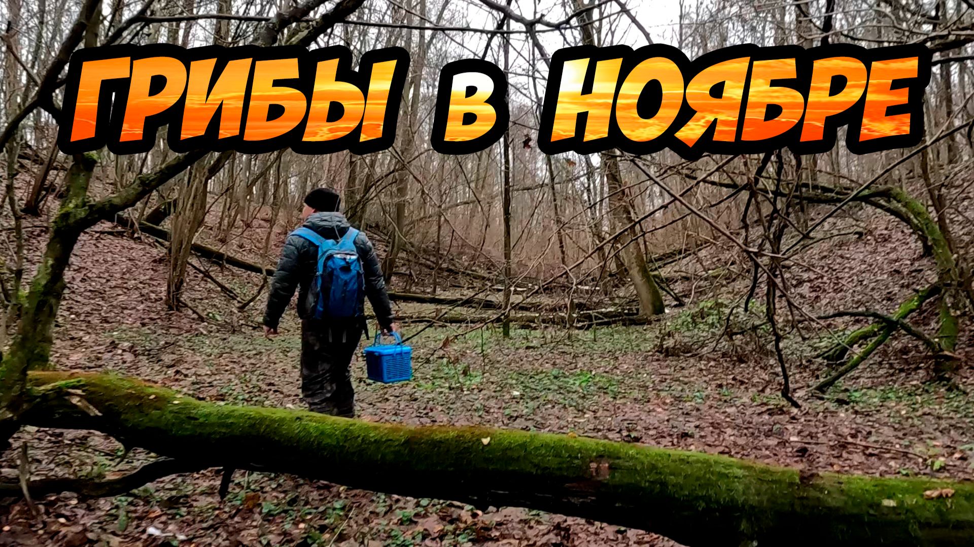 Собираем грибы в ноябре - фламмулина, осенние опята, вешенка смотреть онлайн