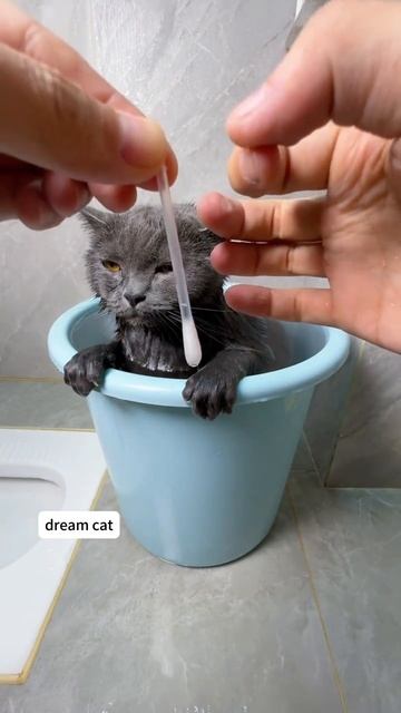 Каждый хозяин позавидует обладателю этого кота🤯