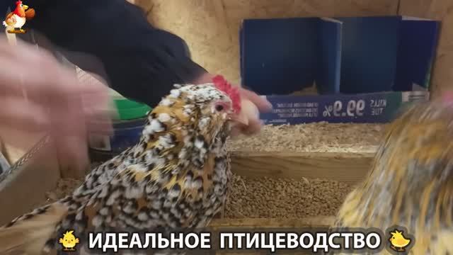 Идеальное птицеводство достойно восхищения 🐓🦆🦢🦚🦃🐔 эпизод (437)