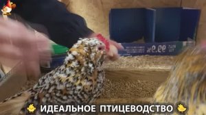 Идеальное птицеводство достойно восхищения 🐓🦆🦢🦚🦃🐔 эпизод (437)