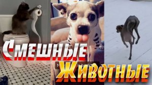 Приколы с животными Смешные видео с животными самые смешные