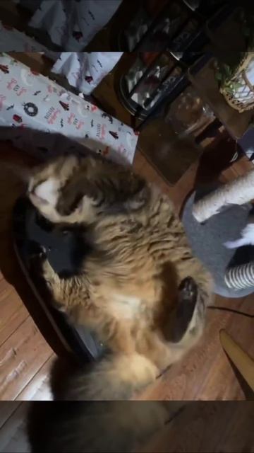 Булкотряска🫨