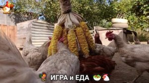 Кормление кур овощами и фруктами для зарядки и от скуки 🥗🐓🤗  (35)