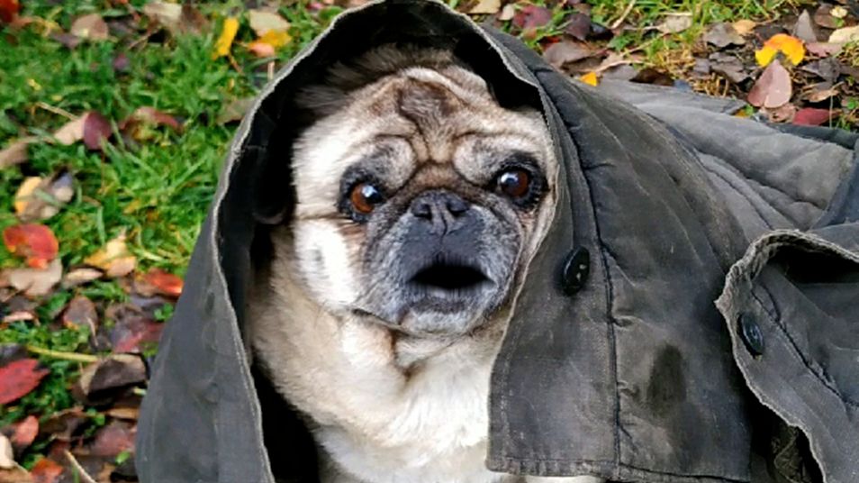 Говорящая собака