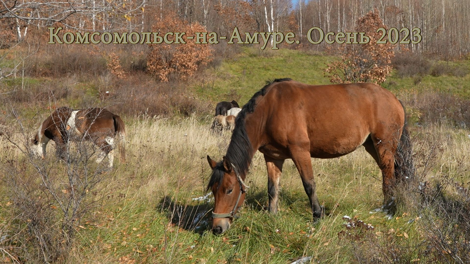 Комсомольск-на-Амуре. Осень. Лошади.