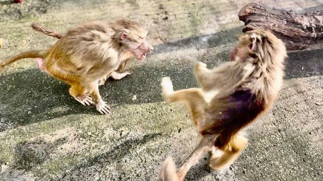 Как же Люська ОТВАЖНО ЗАЩИЩАЕТ Анфису от Степки - ЭТО ПРОСТО НАДО ВИДЕТЬ! смотреть онлайн