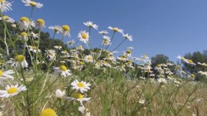 Просто ромашки и точка......