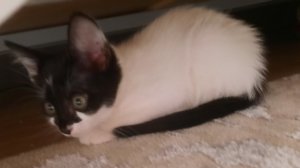 новый петомец Симба