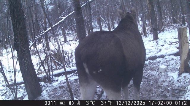 Пришли волки, кто выжил и остался в лесу? смотреть онлайн