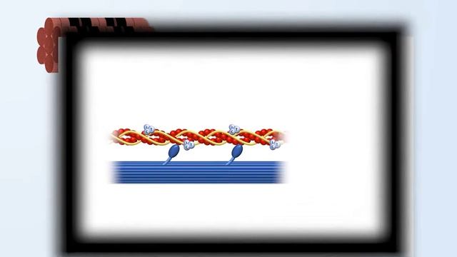 3_Cardiac Excitation-Contraction Coupling Eric Strong