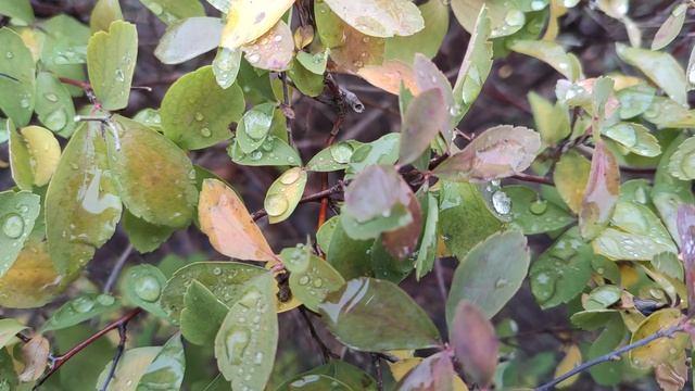 Один из дней города Евпатории | 13 января 2021 г | Крым | ХАН БАТОН XAH 6ATOH / VID_20210113_131413