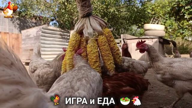 Кормление кур овощами и фруктами для зарядки и от скуки 🥗🐓🤗  (35)