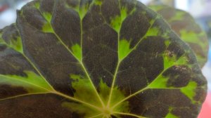 посадка фрагментов бегоний