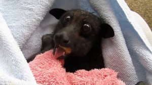 Наслаждается бананом