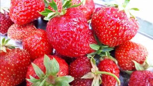 2113.   Проверяем всходы земляники.ВПЛ,