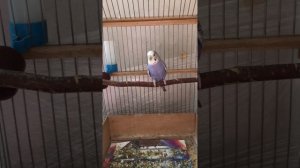 Парочка волнистых попугайчиков воркует друг с другом