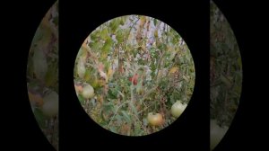 Помидорное лето 2025👍💥