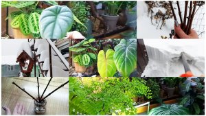 Нас накрыл циклон. Поставила гортензии на укоренение. Неожиданная встреча и новые цветы.