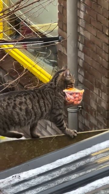 Котик несёт добычу 🤣 смотреть онлайн