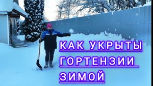 Как зимуют гортензии и саженцы .Бобры вредители.Ломает теплицы .Зима в деревне.