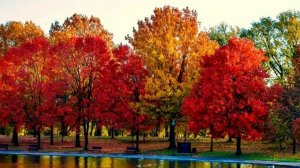 Как ты прекрасна просто чудоСлова Александр Сизов 2011г