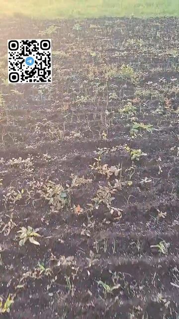 Лук из семян. Гербициды и подкормка