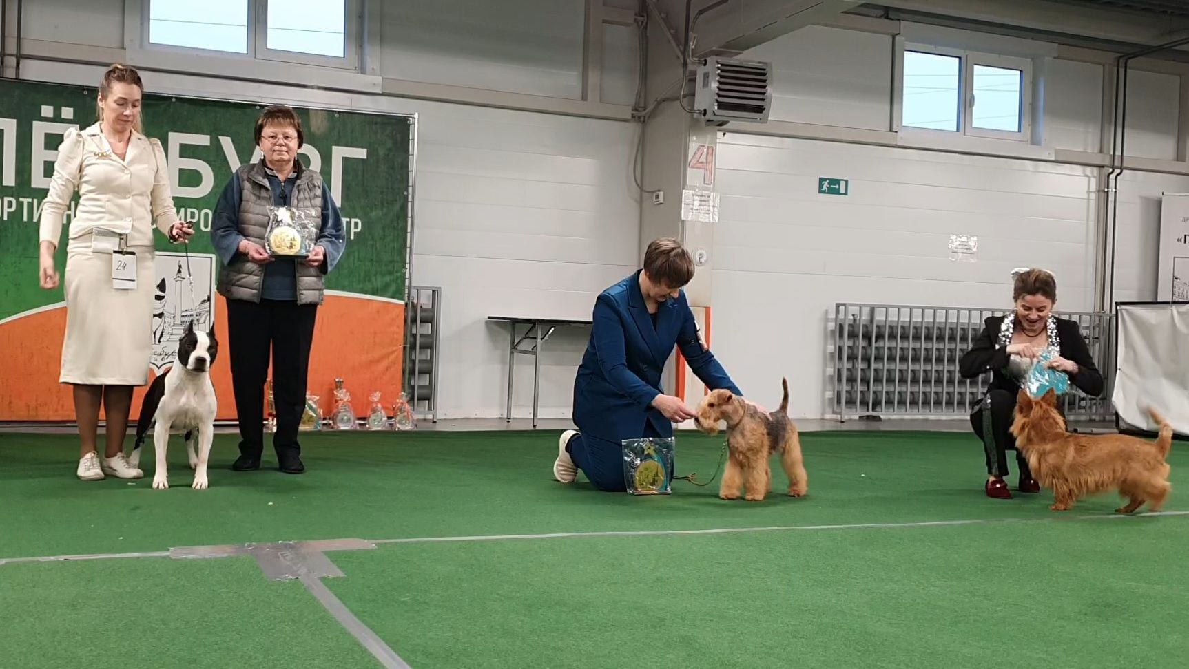 27.12.2025, СПб. Клуб "Глория". Выставка САС 3 группы FCI смотреть онлайн