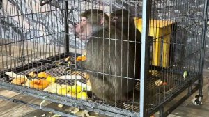 Мы пришли к Люсиной банде покормить их вкусняшками, а Анфиса без меня есть отказывается ❤️