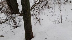 Капкан на бобра без приманки. 9 января 2026