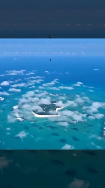 пёс полетел на Бали