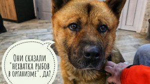 Пёс Кубик посетил невролога, получил рекомендации. Обнаружили проблему его вялости и нерадости