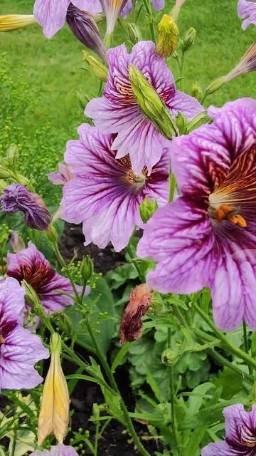 Этот Цветок — Живой Витраж! 💥 смотреть онлайн