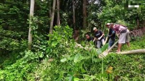 Лесовозы на мотоциклах. Сплав бамбука по реке. Индонезия