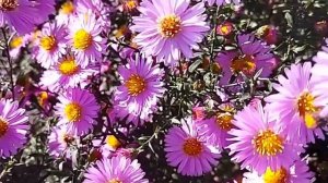 Астра новобельгийская, как выращивать.к.