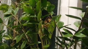 Соельник Рождественский