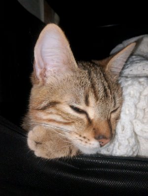 просто общение