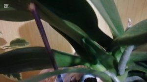 Спасаю орхидеи. Мои растения /Беларусь Svetlana //