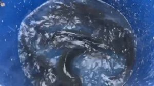 привоз новой партии форели