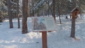 Заколдованный лес.Заповедник Столбы. Красноярск