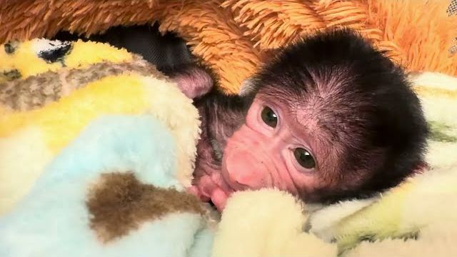 У этой мелкой козявочки Николь уже по моему прорезаются зубки😃❤️ смотреть онлайн