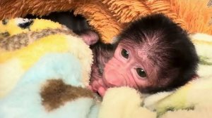 У этой мелкой козявочки Николь уже по моему прорезаются зубки😃❤️